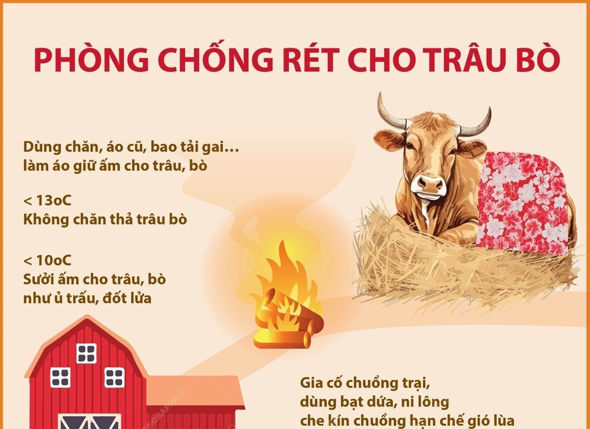 Chủ động phòng chống rét cho trâu bò, giảm thiểu thiệt hại