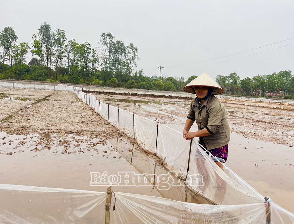 Hưng Yên: Cảnh báo hành vi bẫy chuột bằng điện – nguy hiểm, trái pháp luật