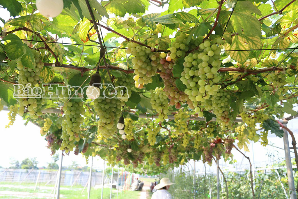 Thành công từ mô hình sản xuất nông nghiệp xanh, tuần hoàn