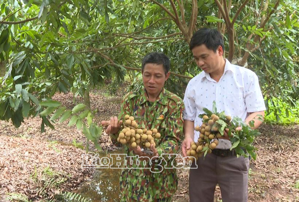 Nhãn đặc sản Hưng Yên được giá, thị trường tiêu thụ rộng mở