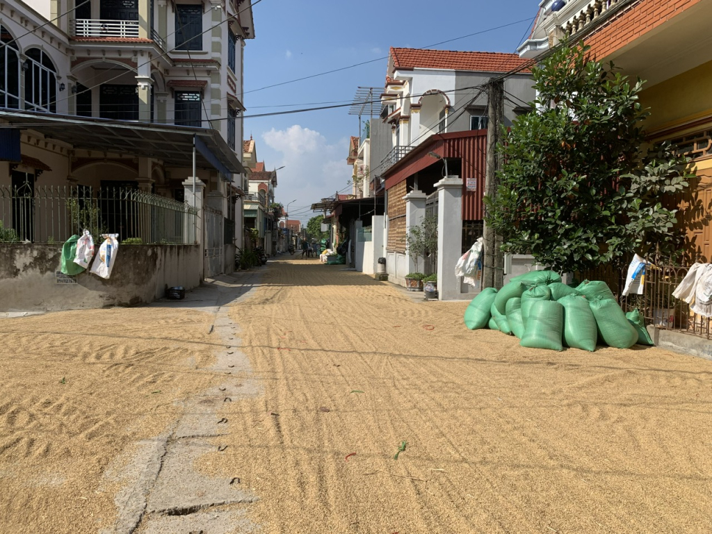 Chiếm dụng vỉa hè, lòng đường phơi thóc, tiềm ẩn nguy cơ mất an toàn giao thông