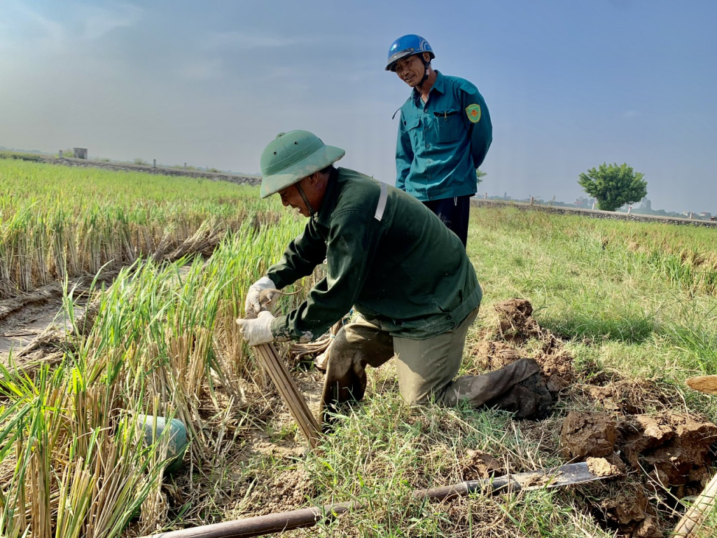 Nhộn nhịp mùa “săn” chuột đồng