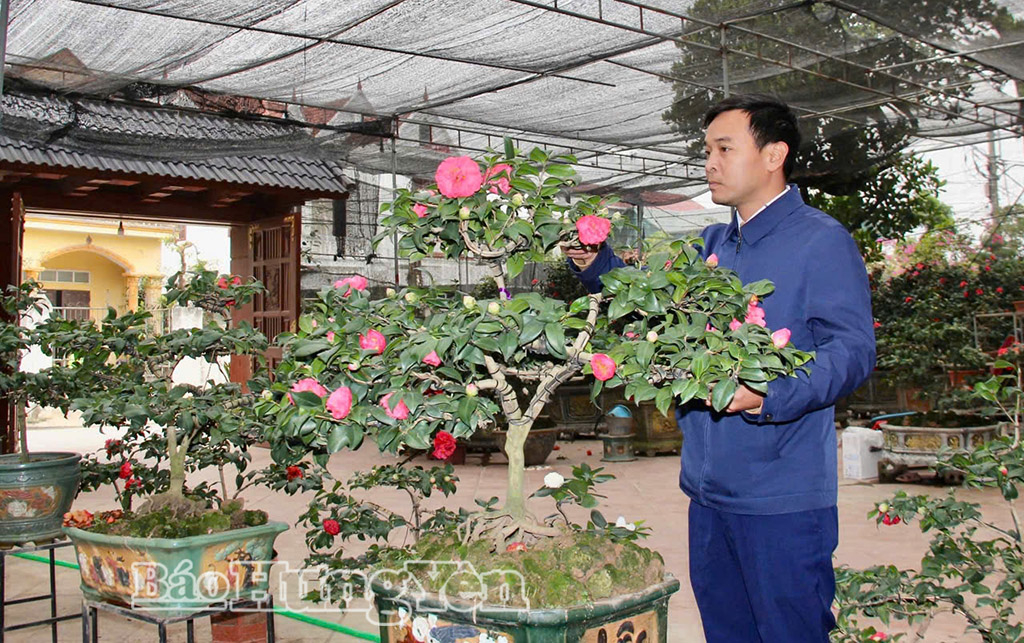 Hoa trà – thú chơi tao nhã ngày Tết