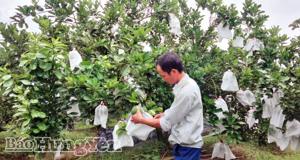 Xã Nghĩa Dân phát triển sản xuất nông nghiệp theo hướng hàng hóa