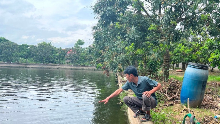 Những mùa nhãn trái vụ. Bài 1: Đổi lịch cho cây nhãn