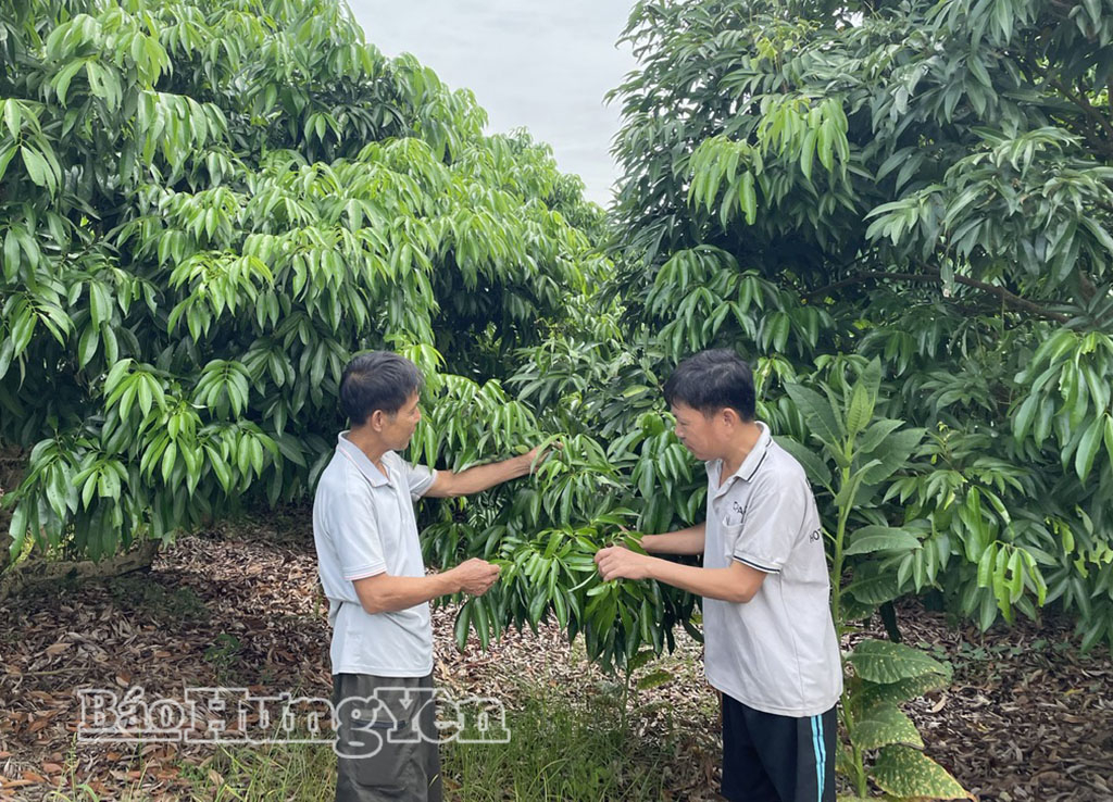 Xã Tống Trân: Phát triển vùng trồng cây ăn quả tập trung