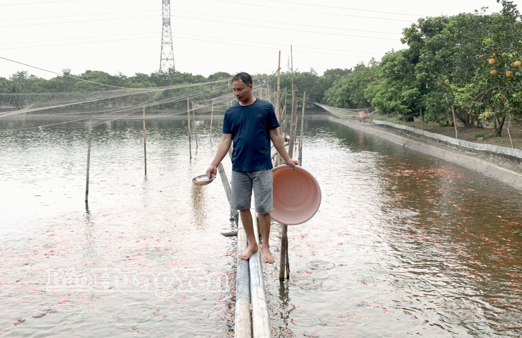 Thu hoạch cá chép đỏ phục vụ Tết ông Công, ông Táo
