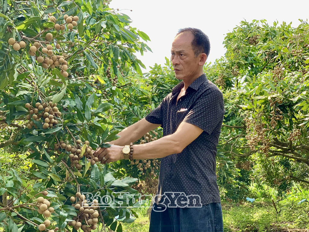 Xã Tân Hưng phát huy vai trò kinh tế tập thể trong phát triển nông nghiệp