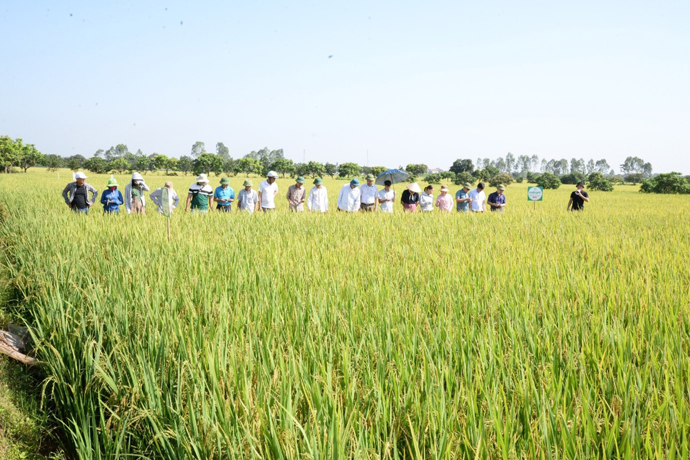 Đánh giá giống lúa N91