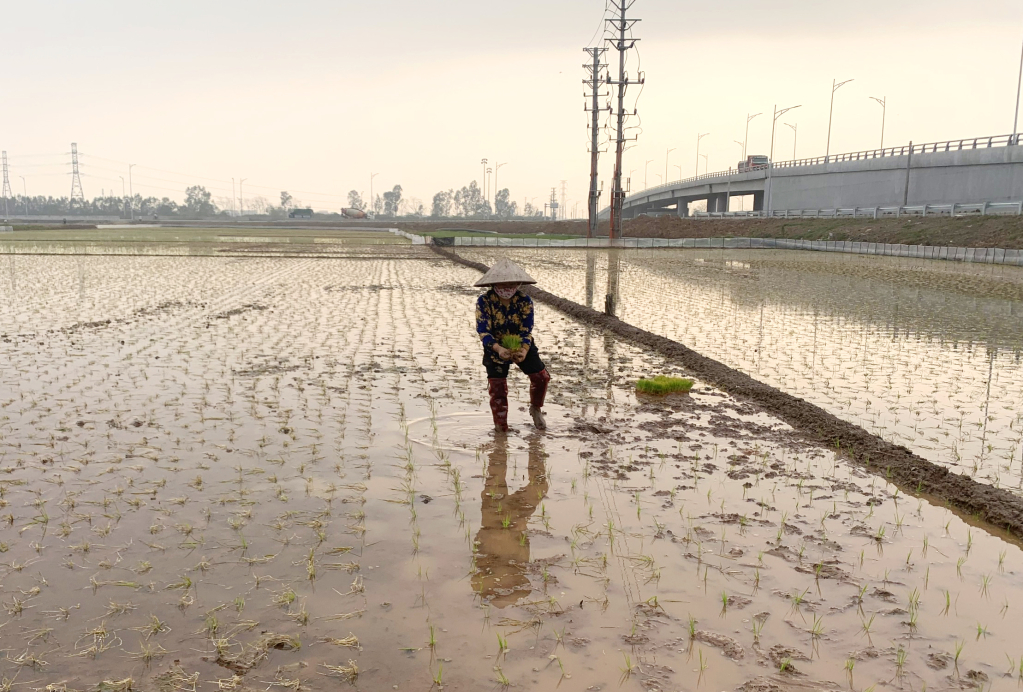 Xuống đồng gieo cấy lúa mùa