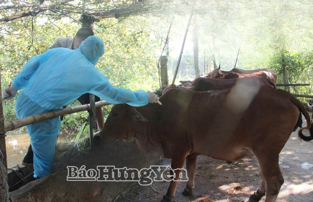 Tích cực tiêm vắc xin phòng, chống dịch bệnh cho gia súc, gia cầm