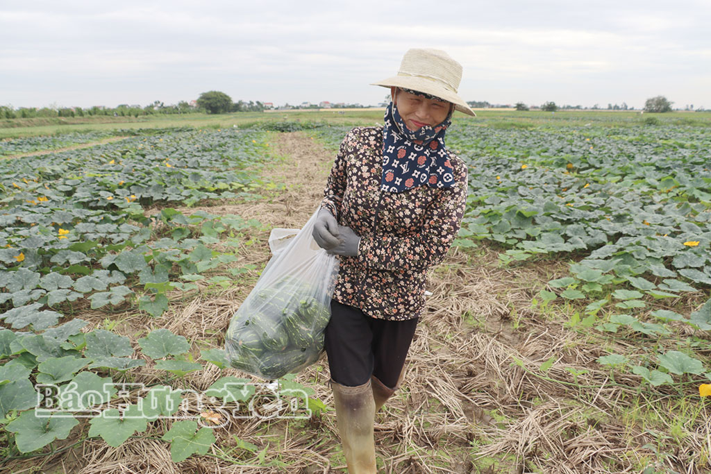 Xã Bắc Đông Hưng: Cây vụ đông sớm được mùa, được giá