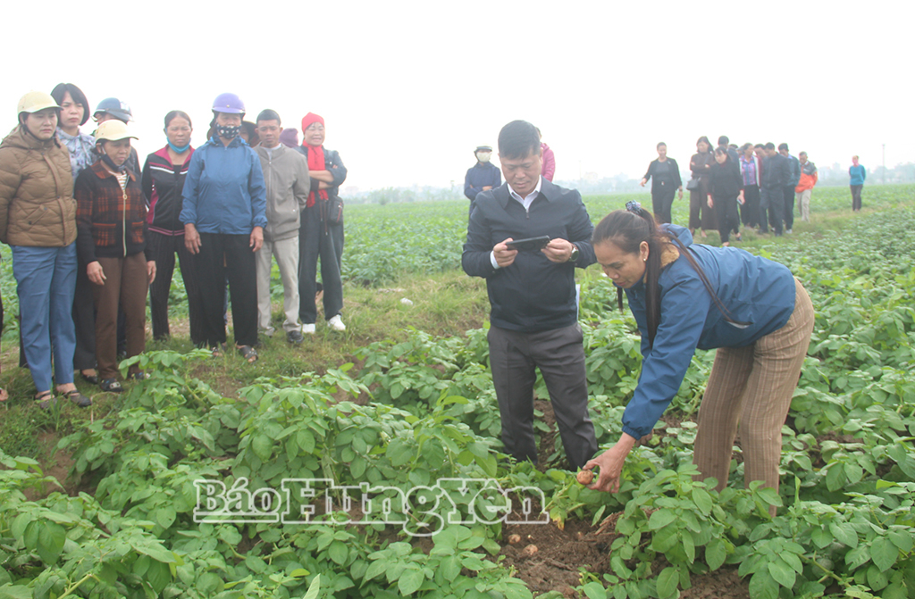 Hưng Yên: Diện tích khoai tây vụ đông ước đạt 3.900 ha