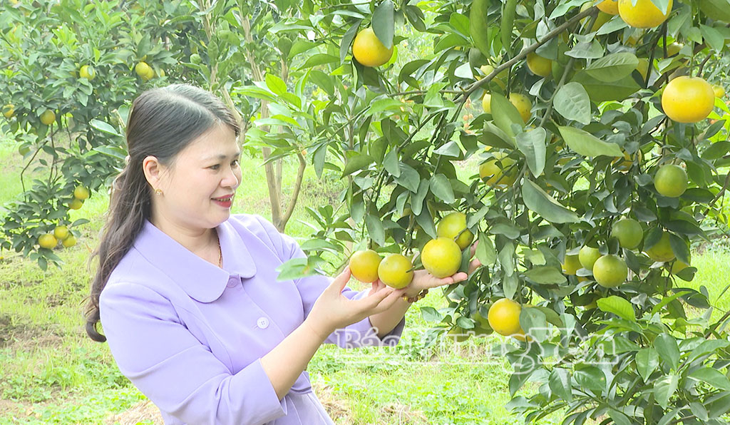 Mùa cam ở phường Hồng Châu