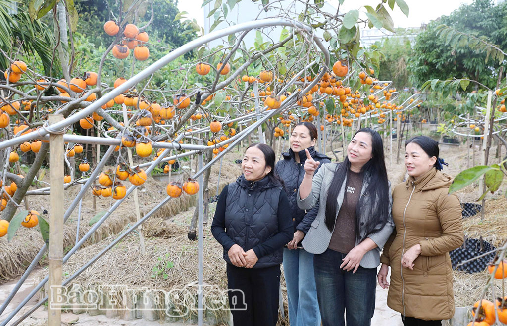 Rực rỡ vườn hồng quả đón Tết