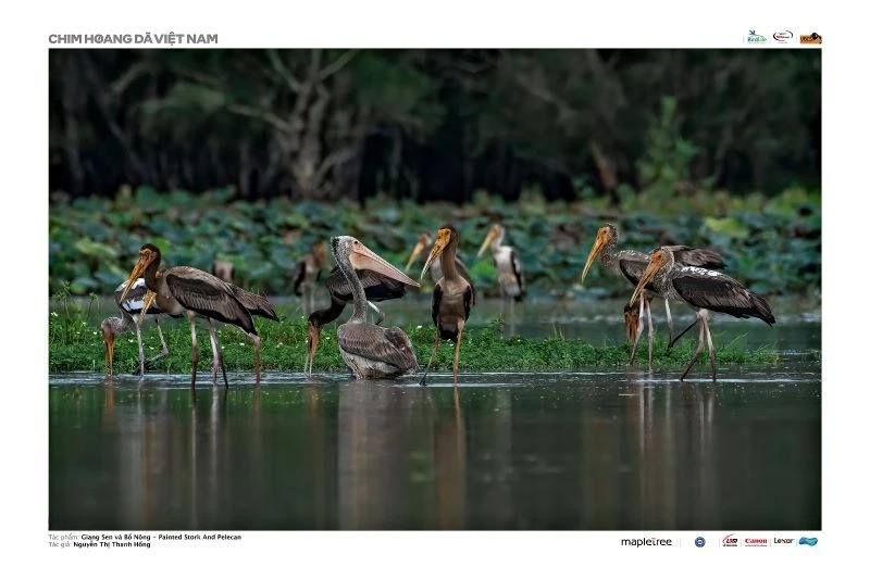 Gìn giữ vẻ đẹp những cánh chim trời