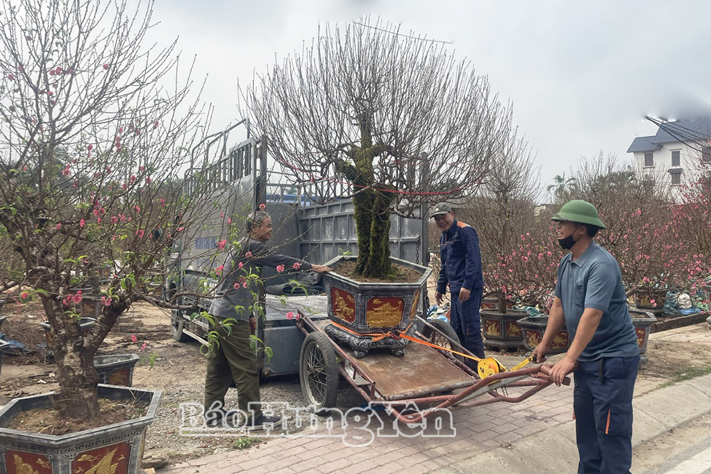 Làng đào Ngọc Đà vào vụ Tết