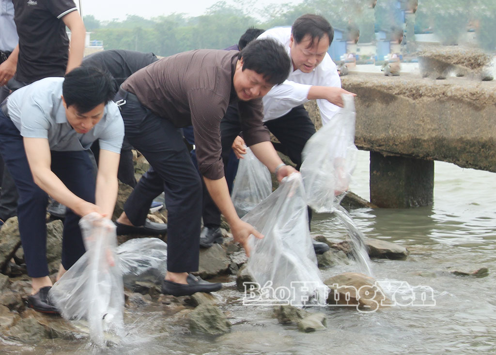Hưng Yên: Thả 108.000 con cá giống trên sông Hồng