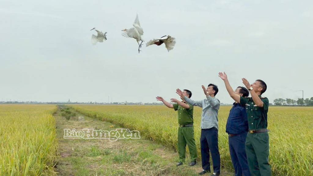 Xử lý hành vi dùng lưới bẫy bắt chim hoang dã tại xã Đồng Châu