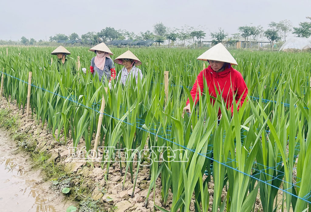 Hấp dẫn vườn hoa lay ơn thôn Vân Đài