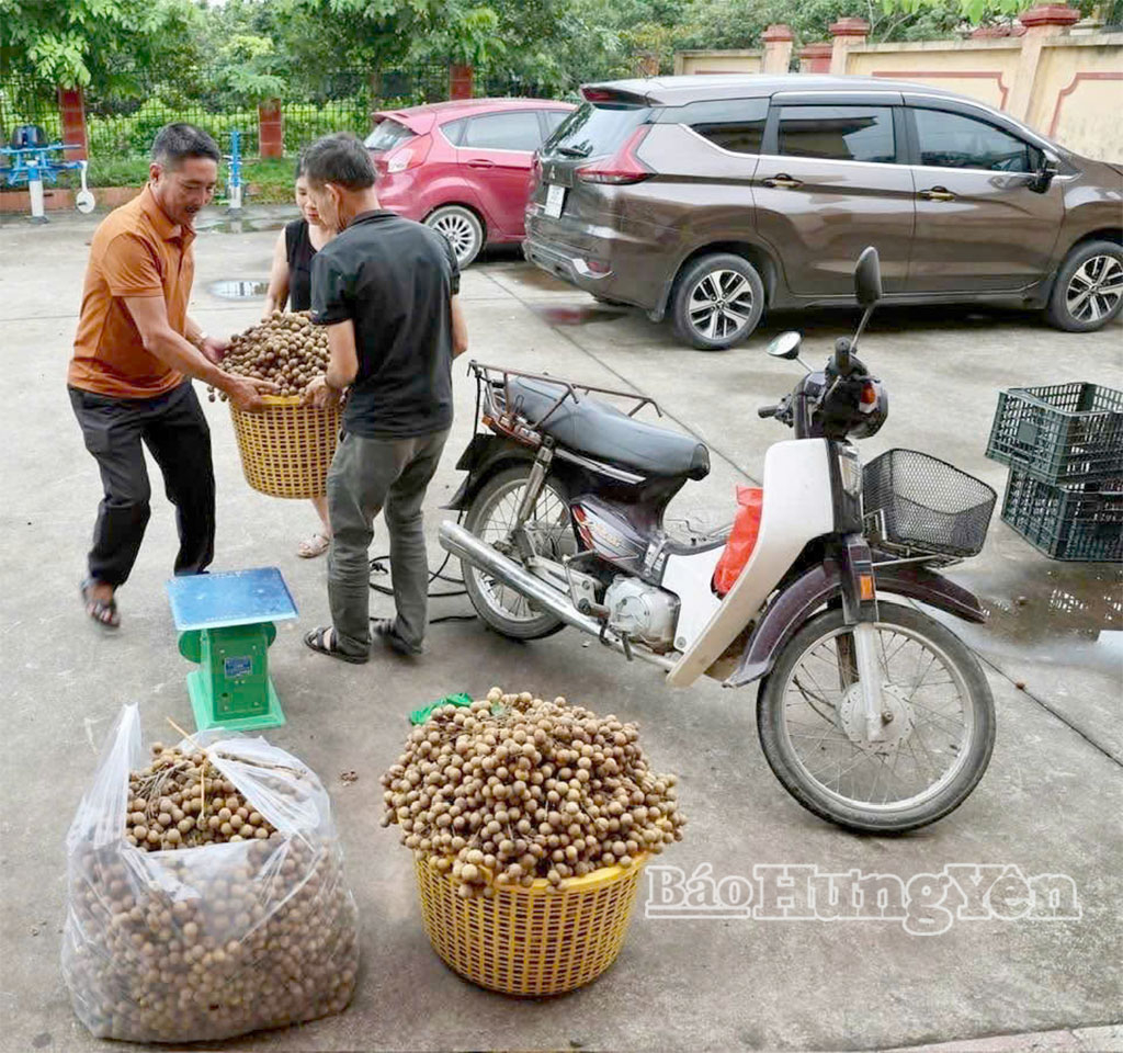 Hợp tác xã liên kết hỗ trợ nông dân tiêu thụ và chế biến nhãn quả tươi