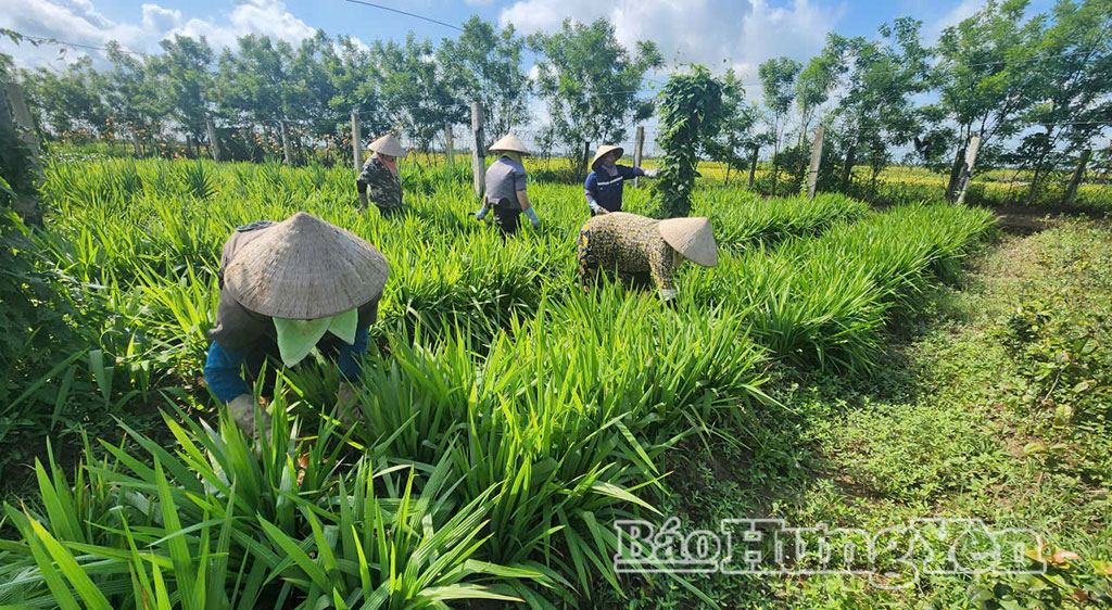 Khuyến khích liên kết sản xuất và tiêu thụ sản phẩm nông nghiệp