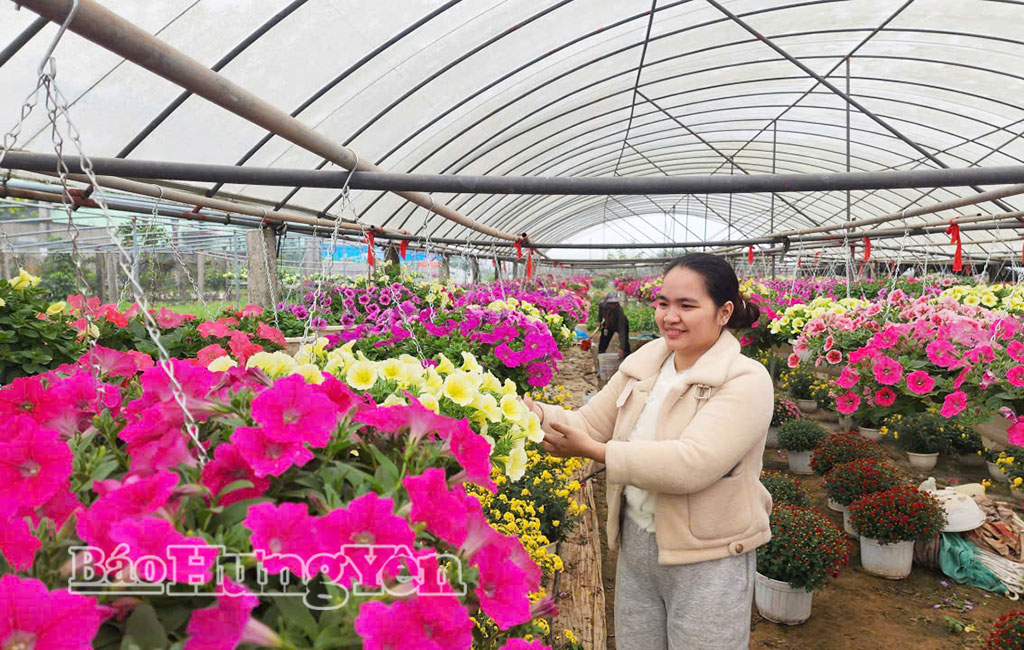 Làng hoa Vũ Chính: Hối hả vào vụ Tết