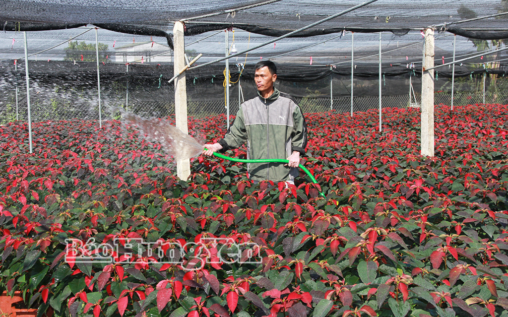 Sôi động thị trường hoa, cây cảnh