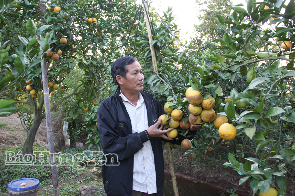 Hiệu quả từ trồng cam theo quy trình VietGAP