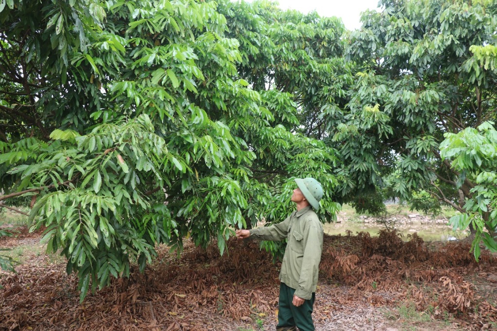 Hỗ trợ người dân tiêu thụ nhãn