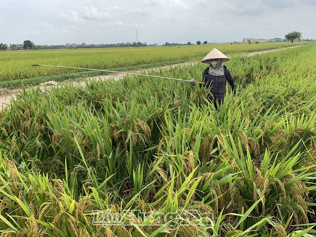 Phòng trừ sâu bệnh hại lúa cuối vụ