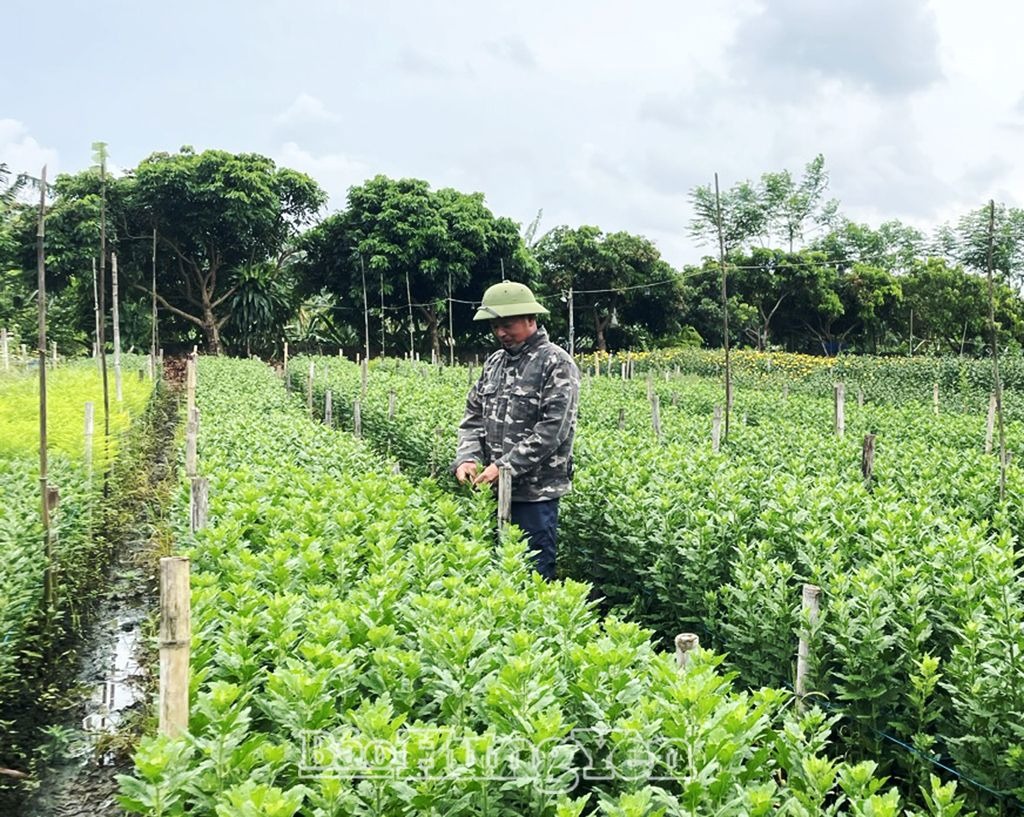Cựu chiến binh huyện Tiên Lữ giúp nhau phát triển kinh tế 
