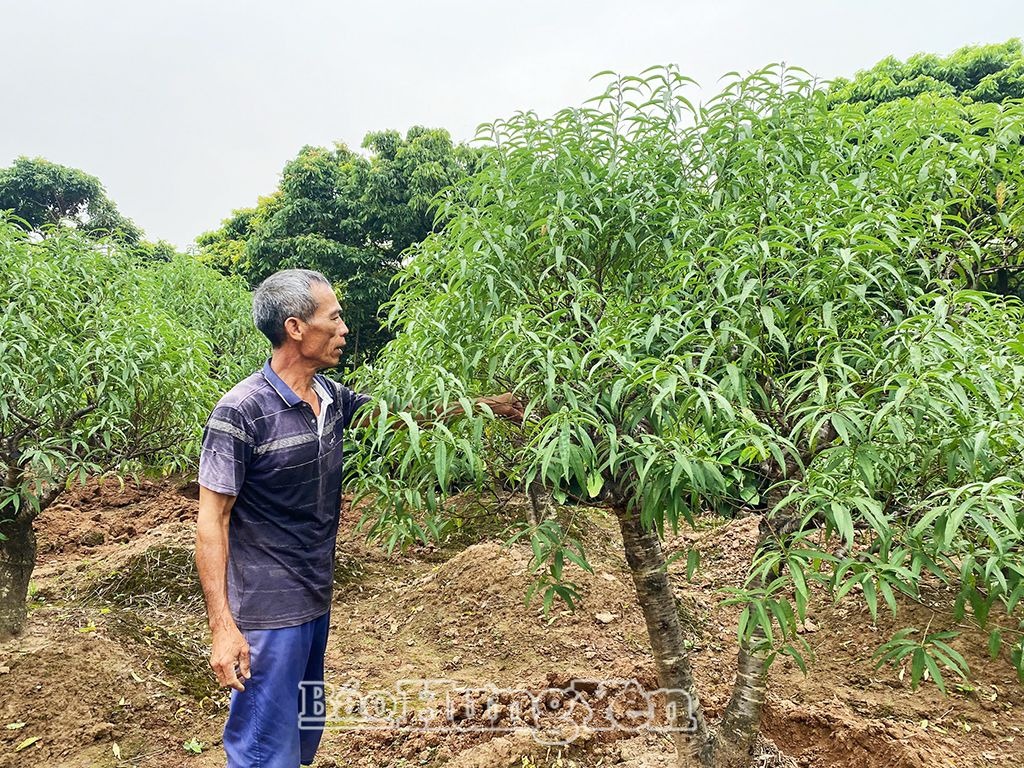 Người trồng đào hối hả chuẩn bị cho dịp tết
