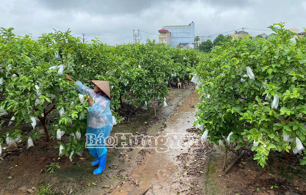 Chủ động phòng, chống bão số 3, bảo vệ an toàn tính mạng và tài sản của Nhân dân