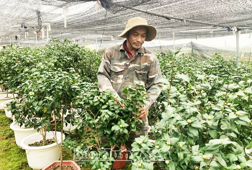 Độc đáo hoa trà