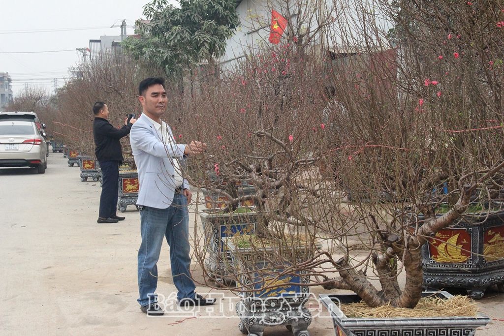 Làng đào Ngọc Ðà nhộn nhịp đón Tết