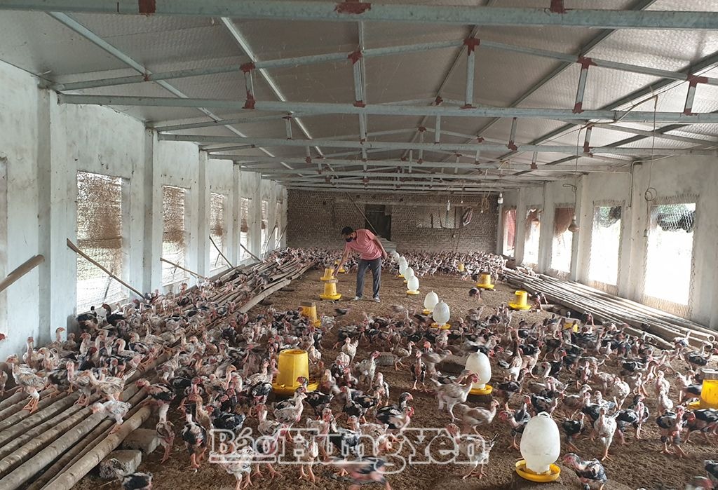 Tái đàn vật nuôi sau Tết