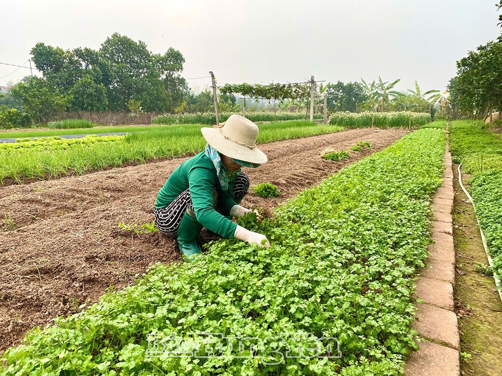 Khoái Châu: Sản xuất rau màu gắn với nhu cầu thị trường