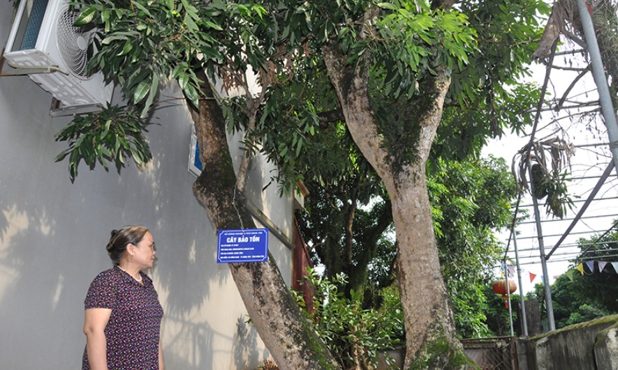 Bảo tồn và phát triển giống nhãn, vải đặc sản