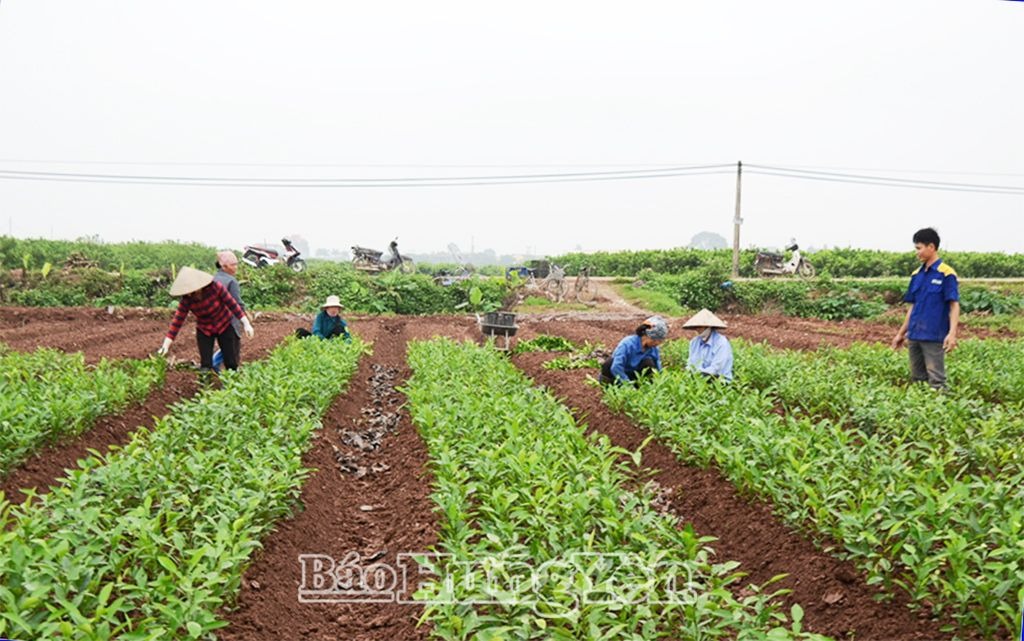 Yên Mỹ liên kết sản xuất và tiêu thụ nông sản
