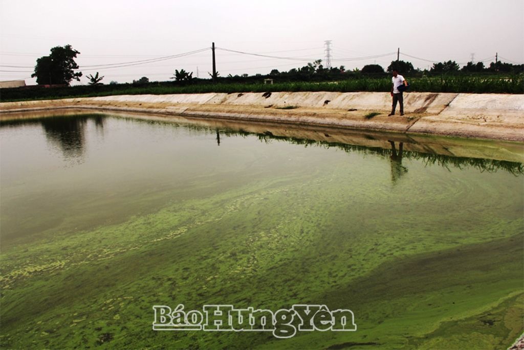 Phát triển chuỗi liên kết sản xuất thủy sản