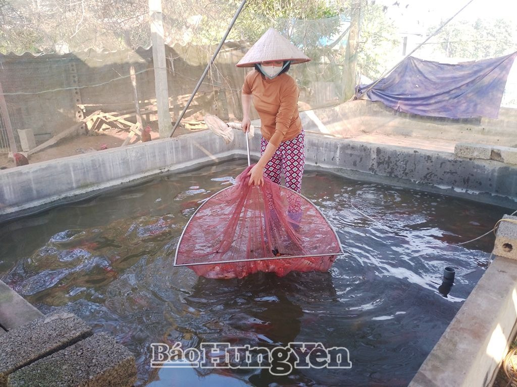 Huyện Tiên Lữ có trên 620ha nuôi thả thủy sản