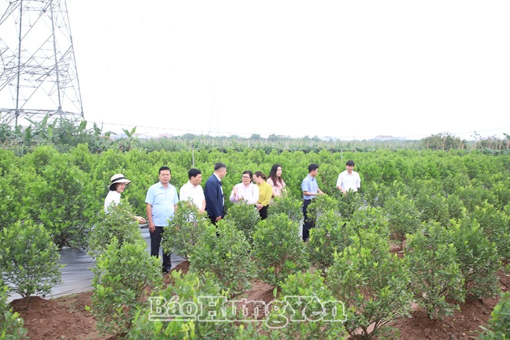 Thẩm định xét công nhận làng nghề quất cảnh Đông Tảo Nam