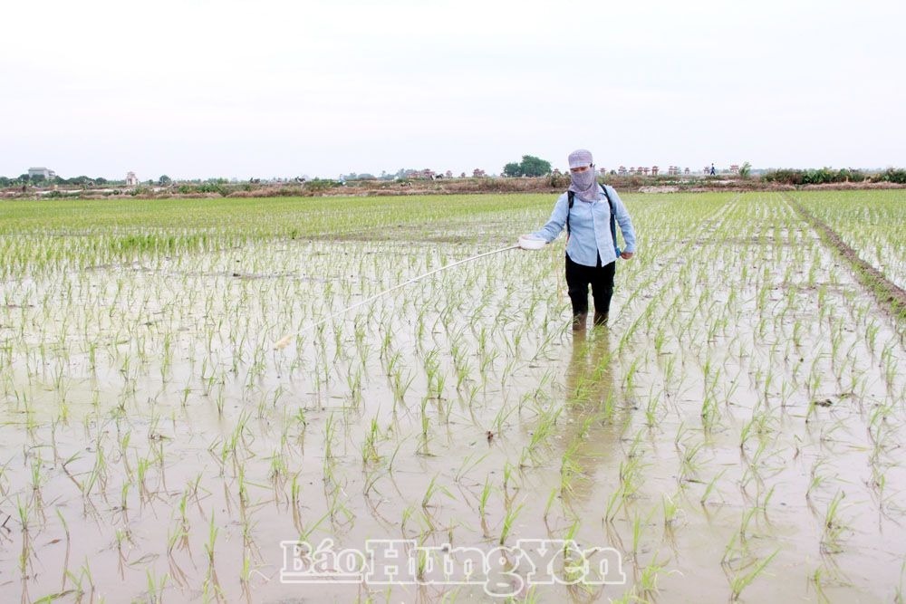 Hưng Yên giảm trên 900ha trồng cây vụ xuân, chủ yếu do mở rộng các khu công nghiệp