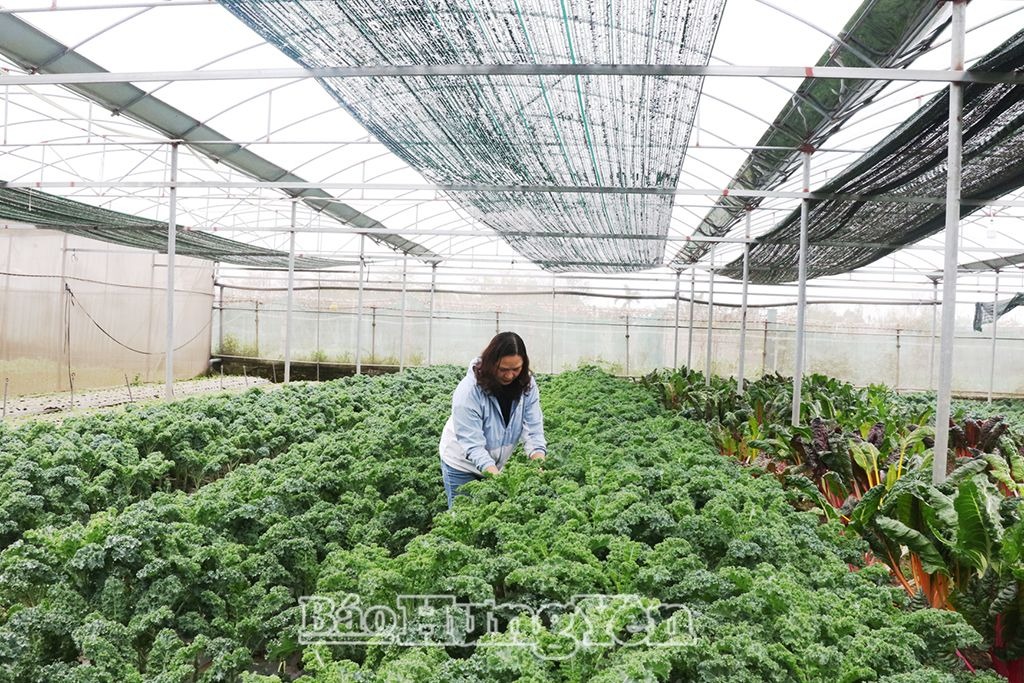 Thu lãi tiền tỷ từ sản xuất rau sạch theo tiêu chuẩn VietGAP
