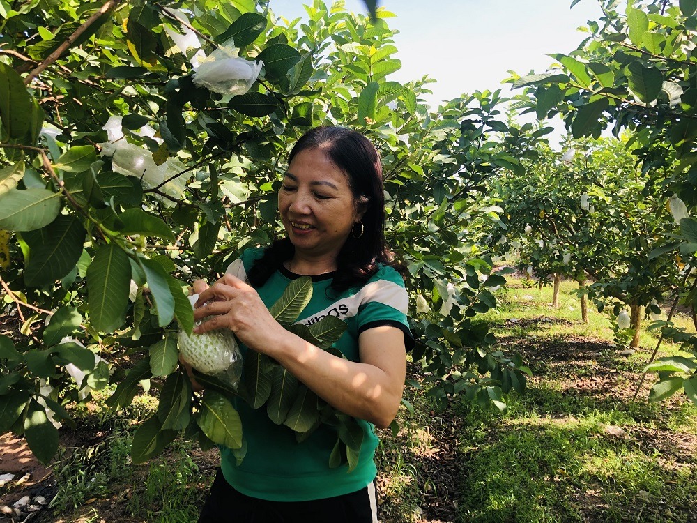 Yên Mỹ có 100ha trồng ổi được chứng nhận VietGAP
