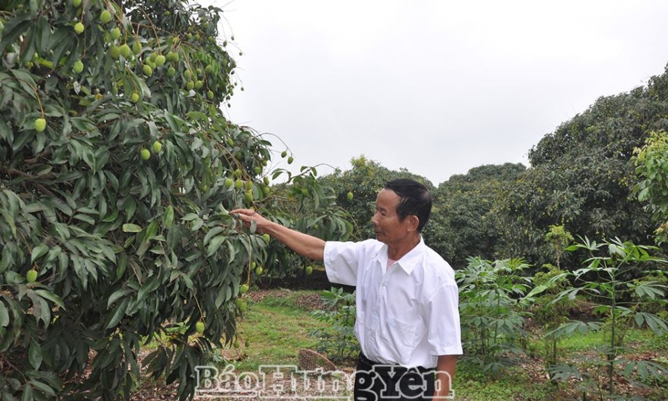 2 năm, Hưng Yên chuyển đổi hơn 1600 ha cây trồng