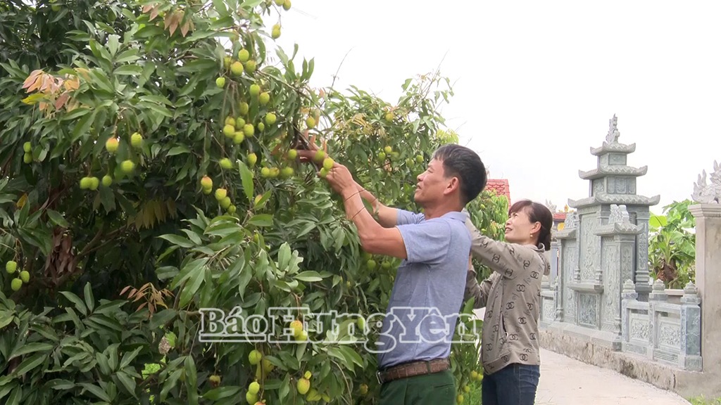 Thủ phủ vải ở Hưng Yên chuẩn bị thu hoạch khoảng 14.500-15.000 tấn quả