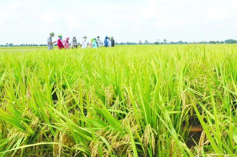 Trên 1 nghìn sản phẩm nông, lâm sản và thủy sản tham gia hệ thống thông tin điện tử truy xuất nguồn gốc