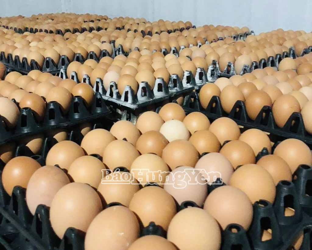 Điêu đứng vì tin đồn trứng gà giả